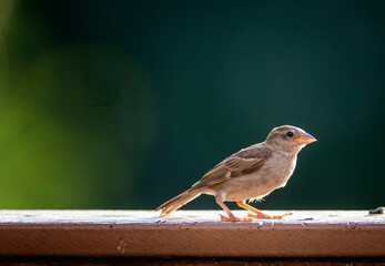 Little Sparrow sits on the deck rail in the evening light