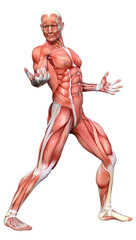 3D Rendering Male Anatomy Figure on White