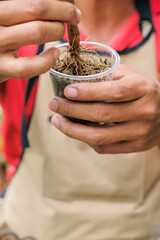 Gardener make grafting durian tree. Gardener use plastic cup  for plant propagation