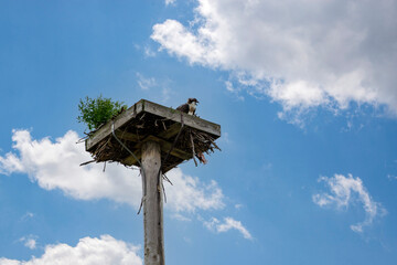  Humming Osprey on alert in its nest.