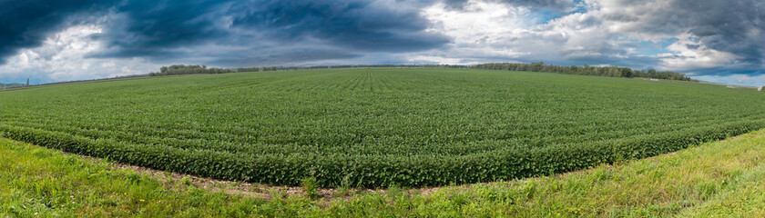 Fototapeta na wymiar Panoramic view of soybean fields in the Richelieu Valley in southern Quebec