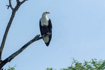 african fish eagle on a tree uganda