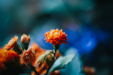 Orange flower with blue background