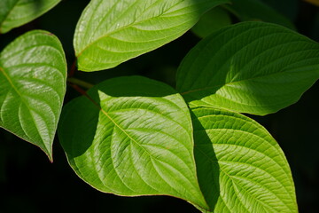 Branch with green leaves on a dark background.