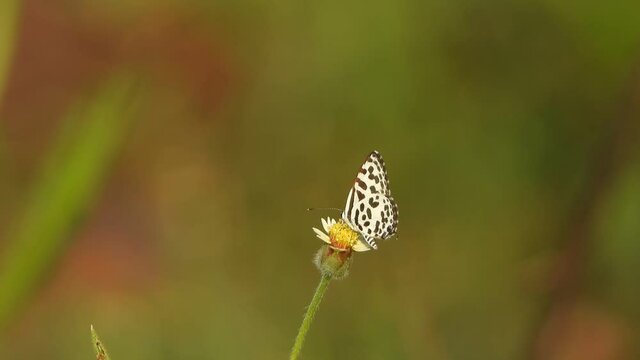 Butterfly  in  flower....