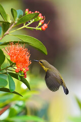 Beautifull moving of Olive-backed sunbird.
