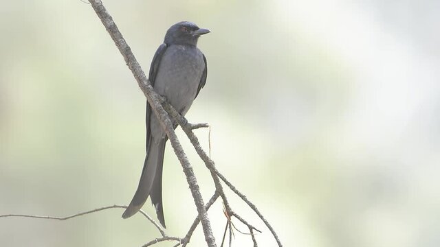 black drongo  is sitting on the branch 
