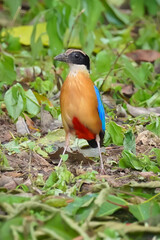 Blue-winged Pitta bird in the forest.