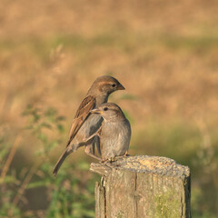 female sparrow protecting young sparrow