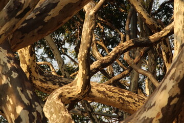 Branches in the fall 3