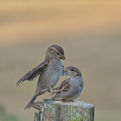 Female sparrow and caring for young fledgling