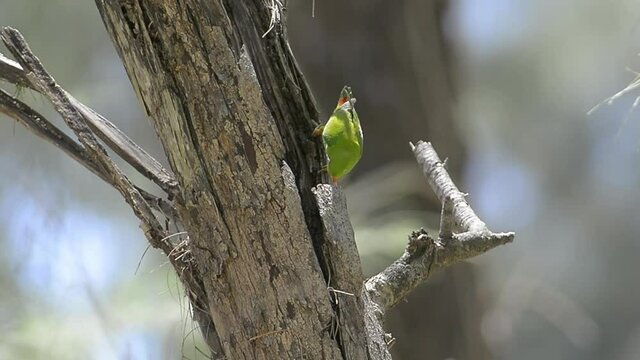 Vernal hanging parrot on the tree at nature.