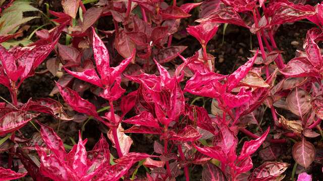 (Iresine herbstii) Beautiful ornamental ruby coloured leaves of iresine bloodleaf or beefsteak plant with notched tips and light red veins