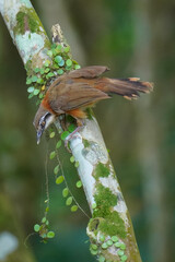 Lesser Necklaced Laughingthrush on the tree.