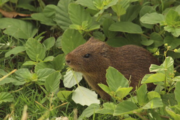prairie dog eating grass