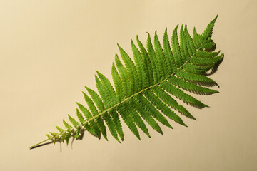 Beautiful tropical fern leaf on beige background, top view