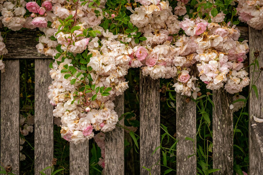 white and pink roses on wooden fence