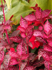 Herbst's bloodleaf or Iresine herbstii 'Brilliantissima'  Tropical plant with beautiful ornamental foliage, bright red leaves with pink veins