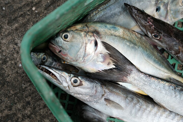 Freshly caught fish in a basket
