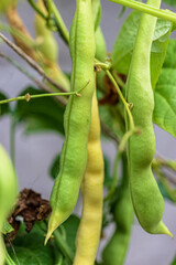 Green beans growing. Beans in the garden ready to harvest. Close-up. Farm-grown natural protein.