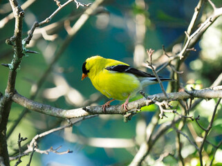 A Male Goldfinch Perched on the Limb of a Small Tree in the Great Smoky Mountains National Park
