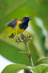 Scene action of Olive-backed sunbird.