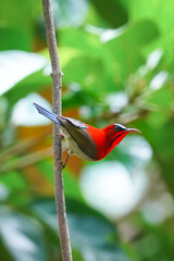 Crimson Sunbird on the branch.