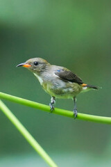 Dicaeum cruentatum bird on the branch.