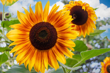 Decorative bright sunflower in the garden against the blue sky. Blurred knowledge background. Beautiful flower in the garden.
