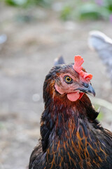 Black chicken close-up on the farm. Laying hen on grazing. Natural farm production.