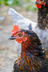 Black chicken close-up on the farm. Laying hen on grazing. Natural farm production.