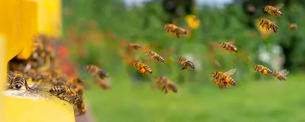 Deurstickers bijenkorf - bijenteelt (Apis mellifera) close-up © Vera Kuttelvaserova