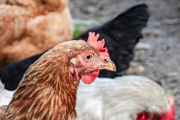 Ginger chicken close-up on the farm. Laying hen on grazing. Natural farm production.