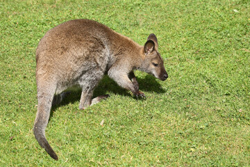 Rotnackenwallaby / Red-necked wallaby / Notamacropus rufogriseus