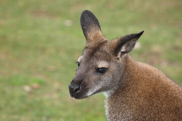 Rotnackenwallaby / Red-necked wallaby / Notamacropus rufogriseus