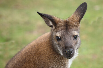 Rotnackenwallaby / Red-necked wallaby / Notamacropus rufogriseus