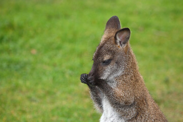 Rotnackenwallaby / Red-necked wallaby / Notamacropus rufogriseus