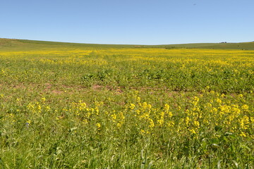 field of yellow flowers and sky