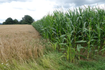 Landwirtschaftliche Felder
