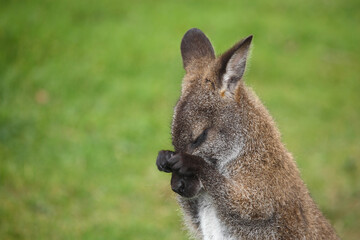 Rotnackenwallaby / Red-necked wallaby / Notamacropus rufogriseus