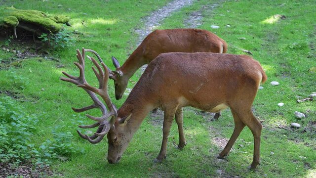 Male Deer with antlers and baby fawn grazing on grass field in forest,close up - slow motion in high quality footage