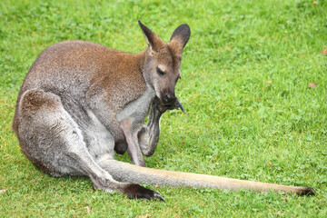 Rotnackenwallaby / Red-necked wallaby / Notamacropus rufogriseus