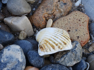 shells on the beach
