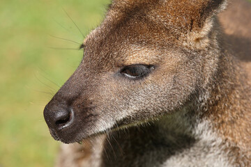 Rotnackenwallaby / Red-necked wallaby / Notamacropus rufogriseus