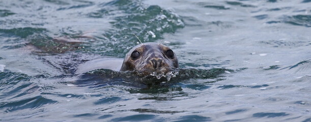 Grey seal swimming in the sea near Bempton Cliffs, Yorkshire, UK