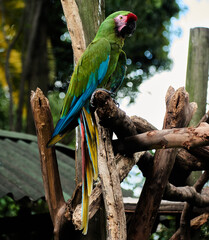 Guacamaya Cautiva