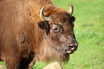Foto auf Acrylglas Wisent / European bison / Bison bonasus © Ludwig