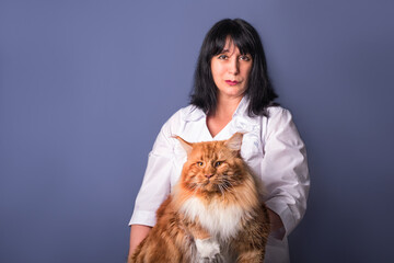 A veterinary holding in arms a huge maine coon cat on grey background. Copy space.
