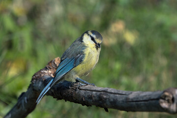 Obraz na płótnie Canvas Side view of juvenile blue tit bird sitting on a dry branch facing right with blurred vegetation in the background