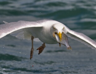 Herring gulls fighting for fish in the North Sea off Bempton Cliffs, Yorkshire, UK